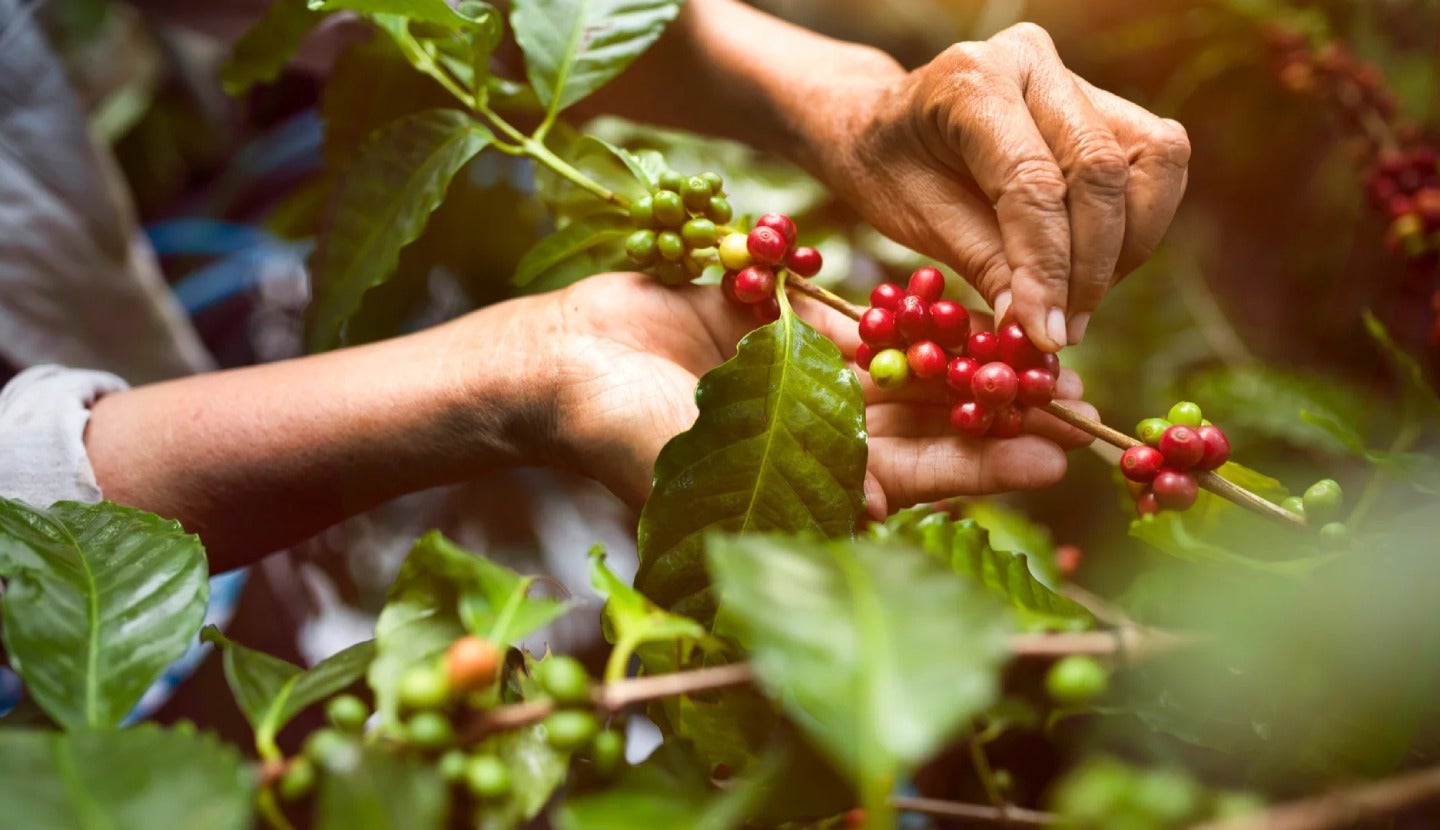 Harga Kopi Dunia Melejit, Petani RI Dapat Berkah Triliunan Rupiah